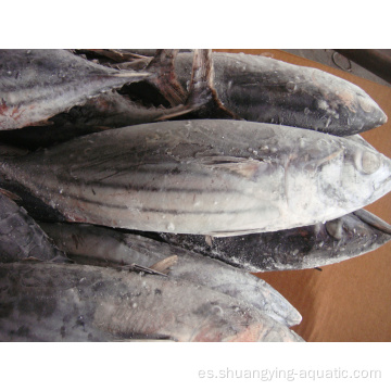 Exportación de pescado congelado entero redondo de bonito skipjack